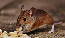 24 Hour & Emergency Exterminators in Canadian Lakes, MI
